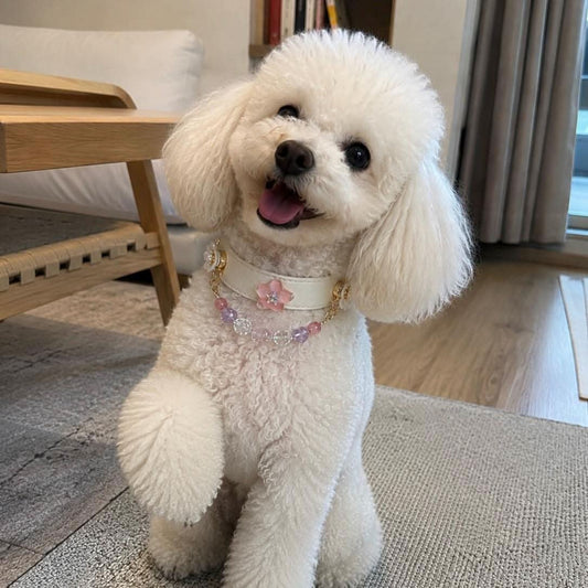 Playful white poodle puppy wearing handmade star charm jade pet collar | DIY Jade