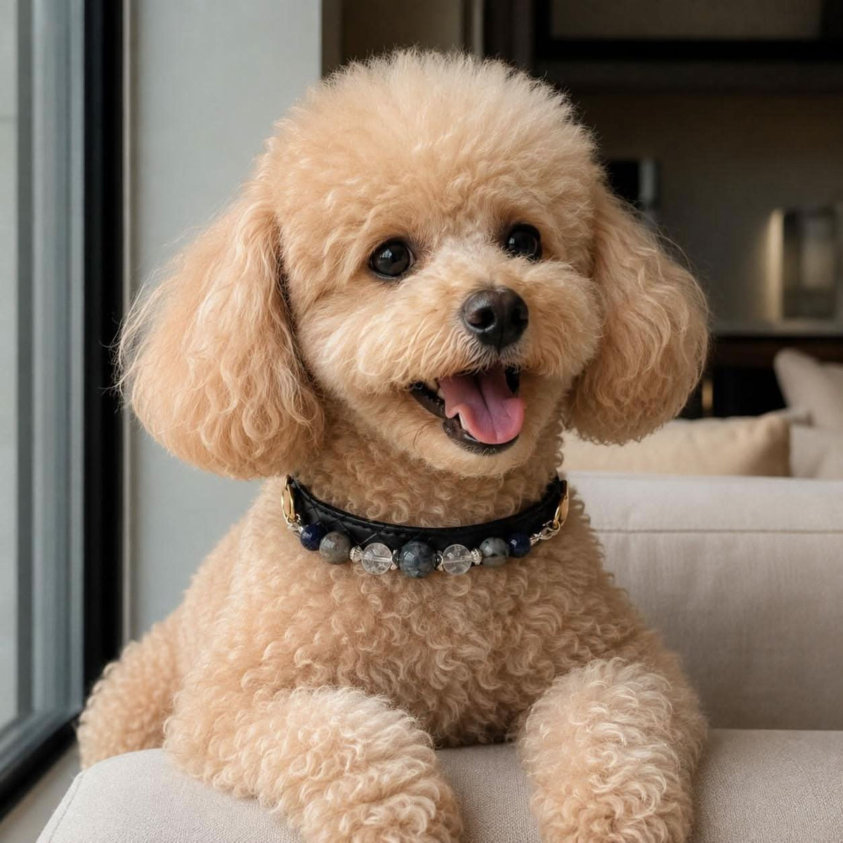 Apricot poodle dog wearing black blue gem pet collar beside window | DIY Jade