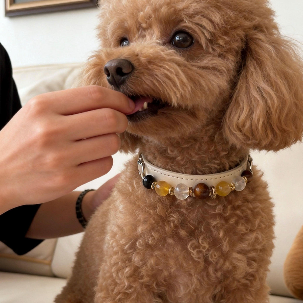 Apricot poodle wearing cream gem collar during pet owner hand interaction shot | DIY Jade