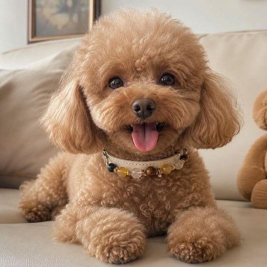 Apricot poodle puppy wearing cream yellow gem beaded pet collar indoor portrait | DIY Jade