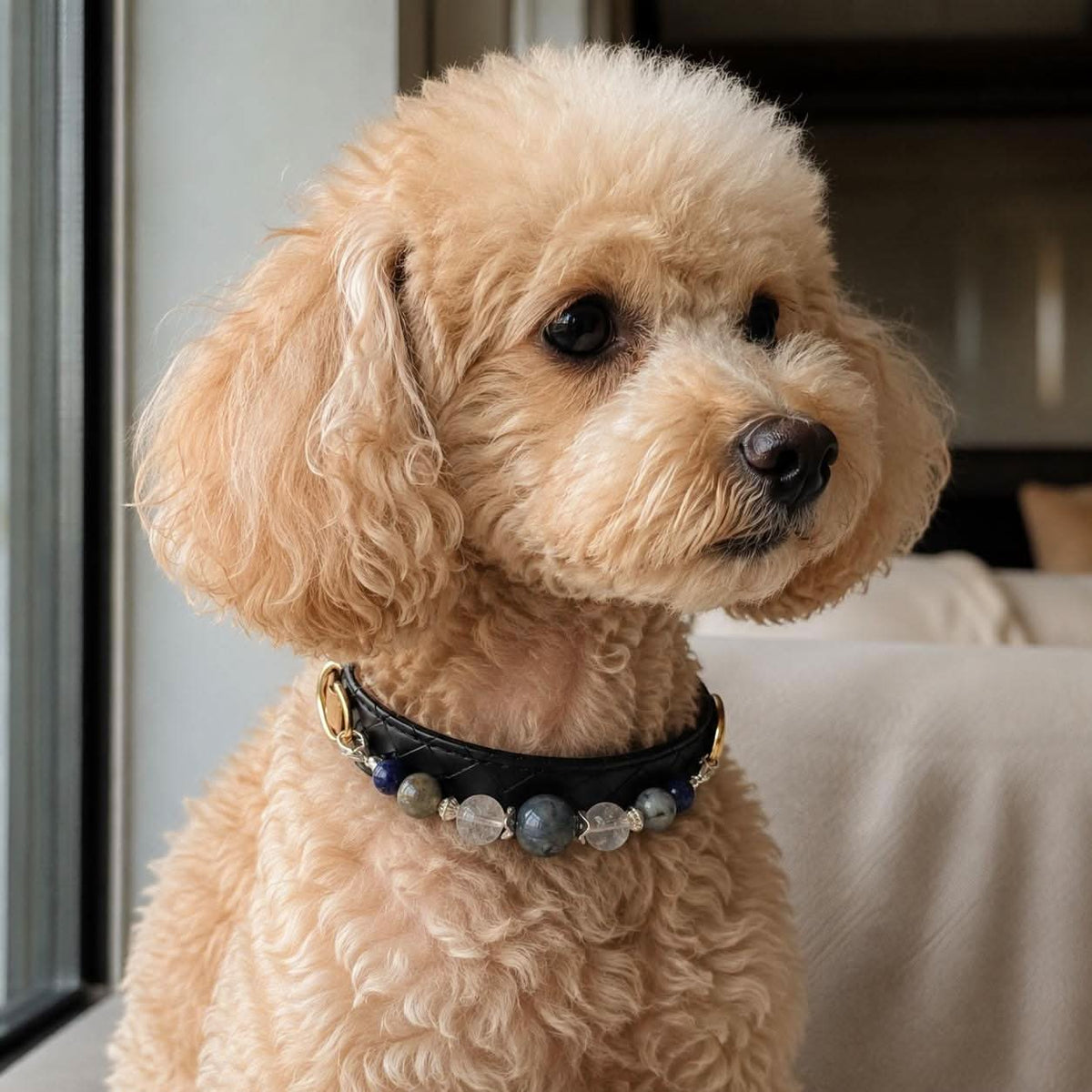 Toy apricot poodle sitting on sofa modelling black blue beaded pet collar | DIY Jade