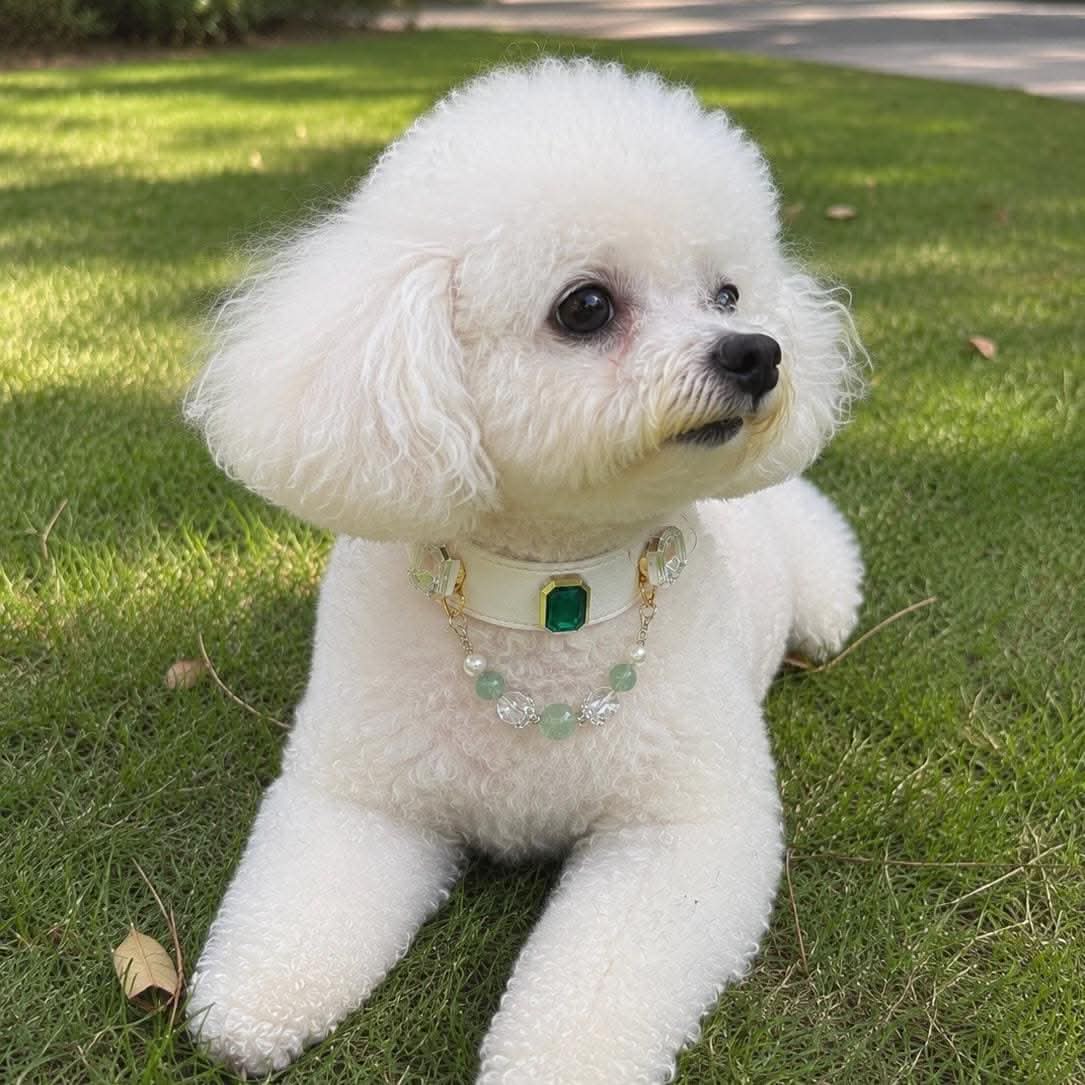 White Bichon Frise puppy wearing emerald gem collar on grass | DIY Jade