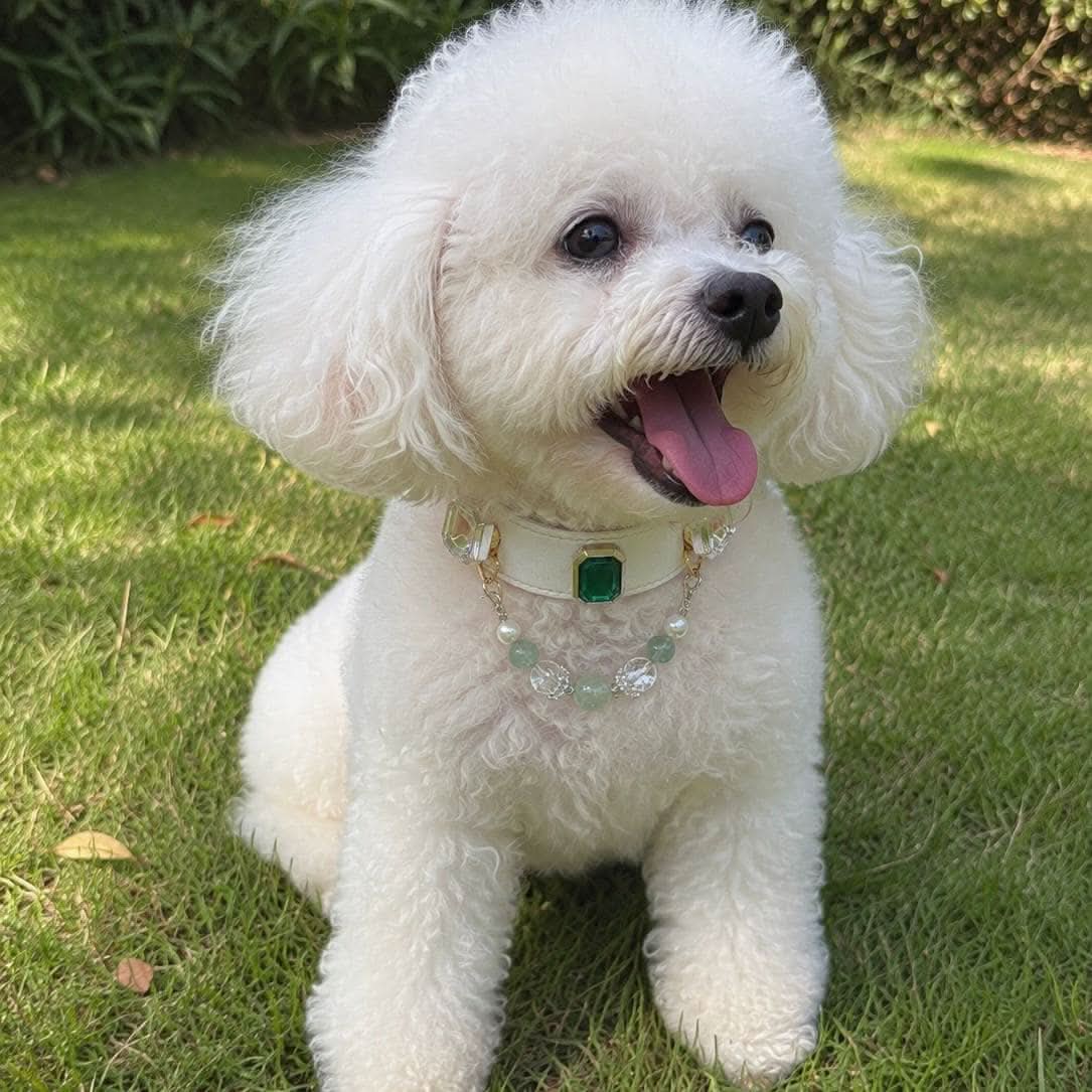 Happy Bichon Frise dog with luxury gem and jade bead pet collar | DIY Jade