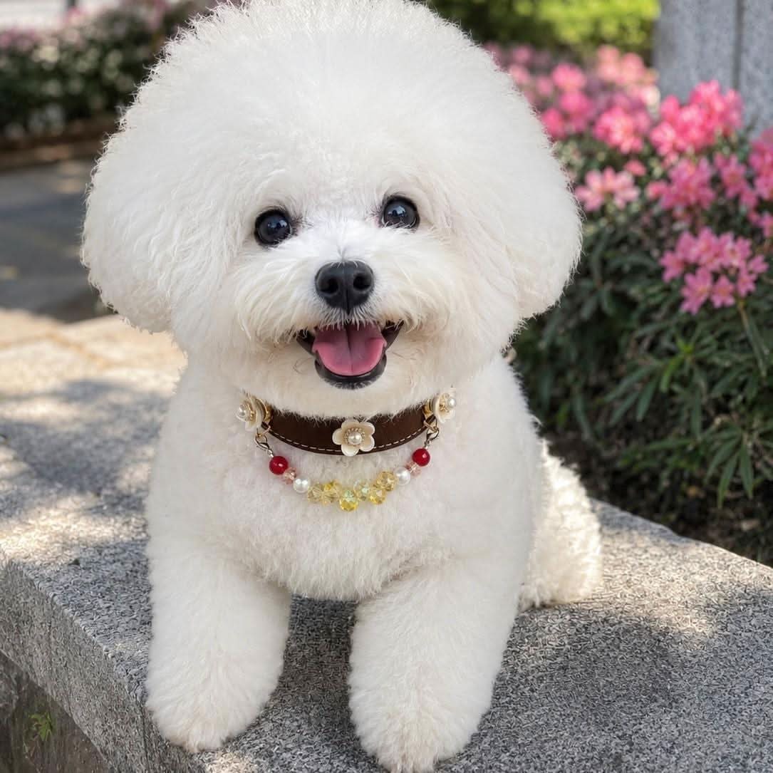 Bichon Frise puppy wearing brown flower pearl bead collar sitting beside pink flowers | DIY Jade
