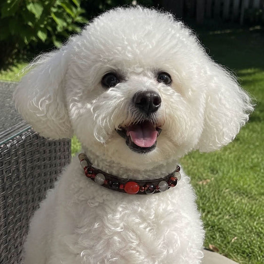 Happy Bichon Frise wearing brown leather red gem bead pet collar outdoor portrait | DIY Jade