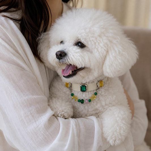 Bichon frise being held while wearing green crystal pet collar|DIYJade