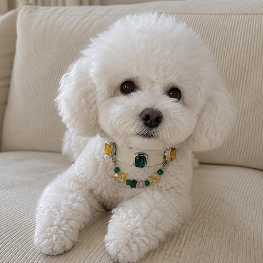  Bichon frise sitting and wearing green crystal pet collar|DIYJade