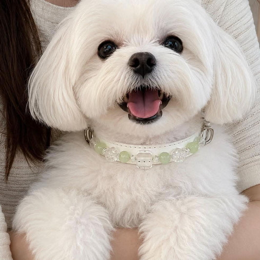 Bichon Frise dog smiling while wearing white green crystal bead pet collar | DIY Jade