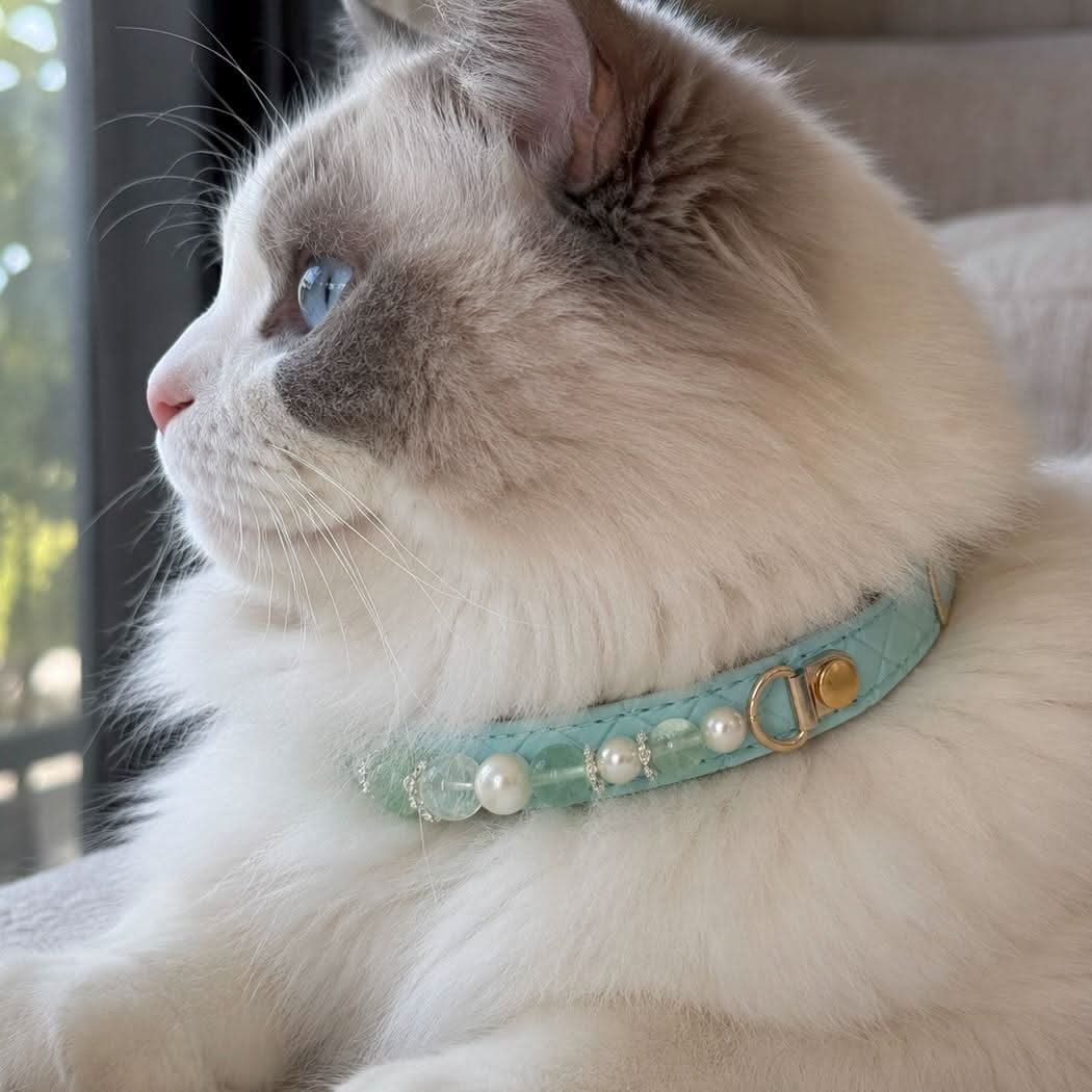 Bicolor ragdoll cat wearing mint blue beaded pet collar indoor closeup | DIY Jade