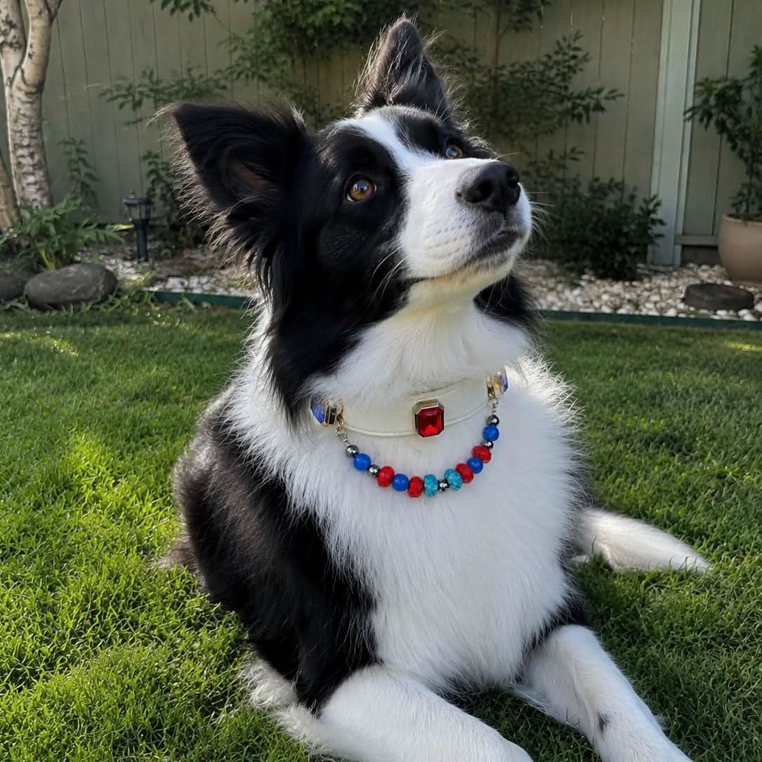Border collie lying on grass wearing handmade red gem jade bead pet collar | DIY Jade
