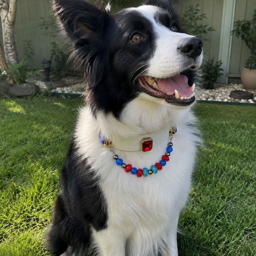 Black and white border collie wearing bright multi-color jade bead pet collar on lawn | DIY Jade