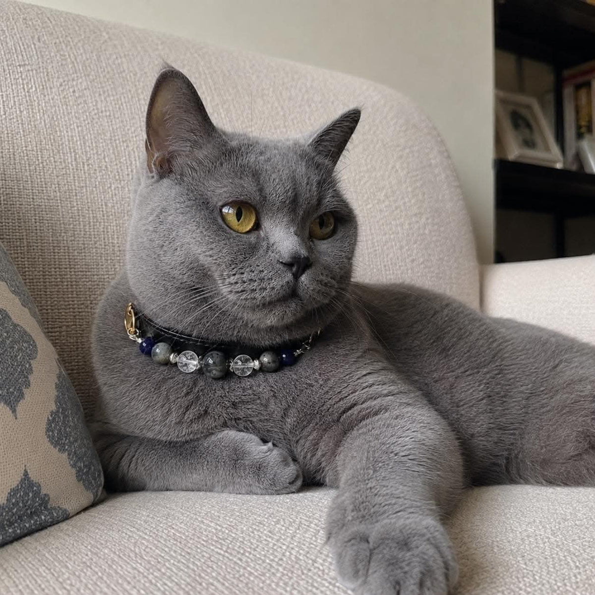 Grey British Shorthair cat resting on sofa wearing black blue bead pet collar | DIY Jade