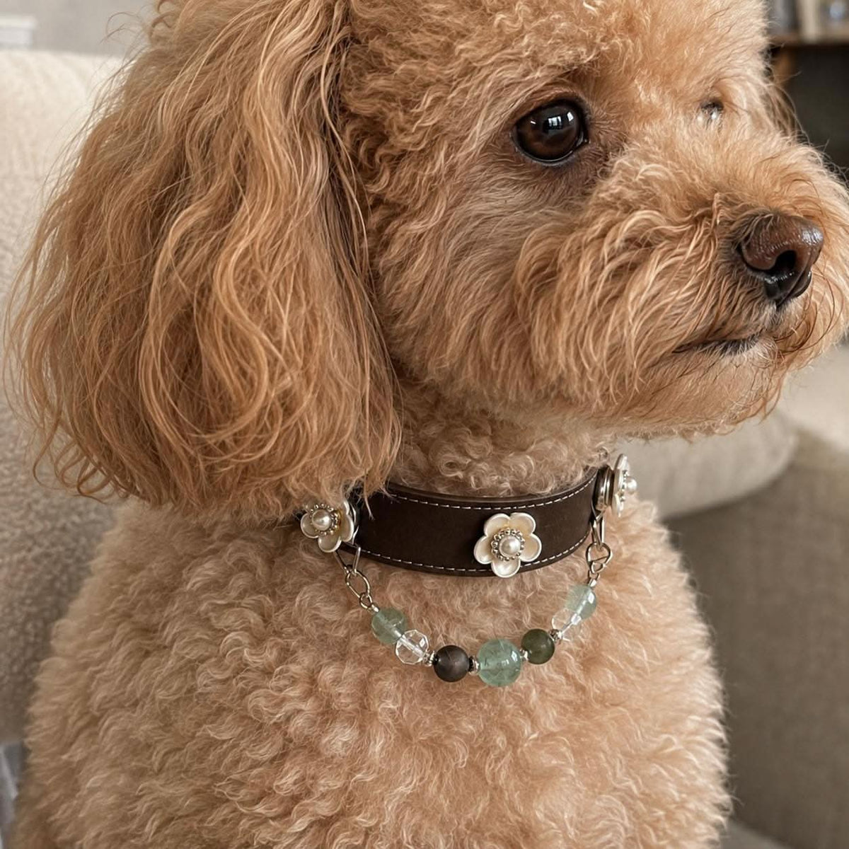 Brown poodle wearing an emerald gemstone brown leather pet collar with beaded chain, close-up | DIYJade
