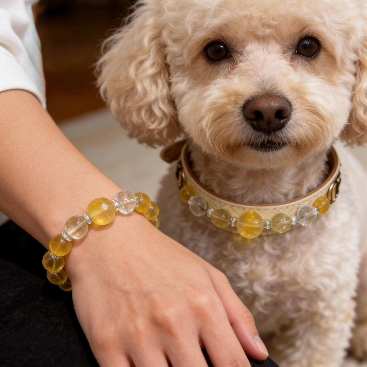 Brown poodle wearing a matching crystal pet collar with owner's wrist in matching yellow fluorite bracelet | DIYJade