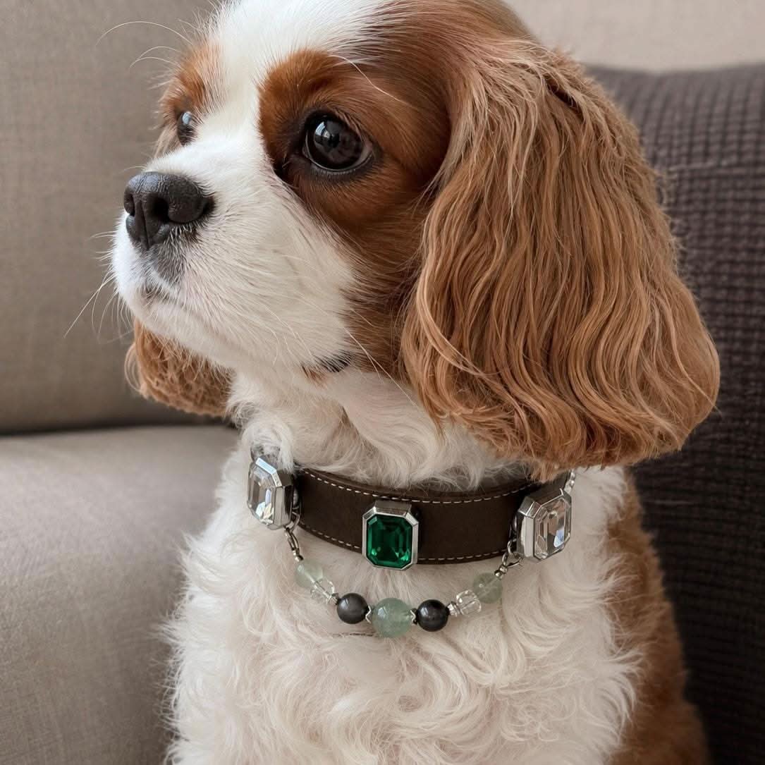 Cavalier King Charles Spaniel wearing a pearl flower brown leather pet collar, profile view | DIYJade