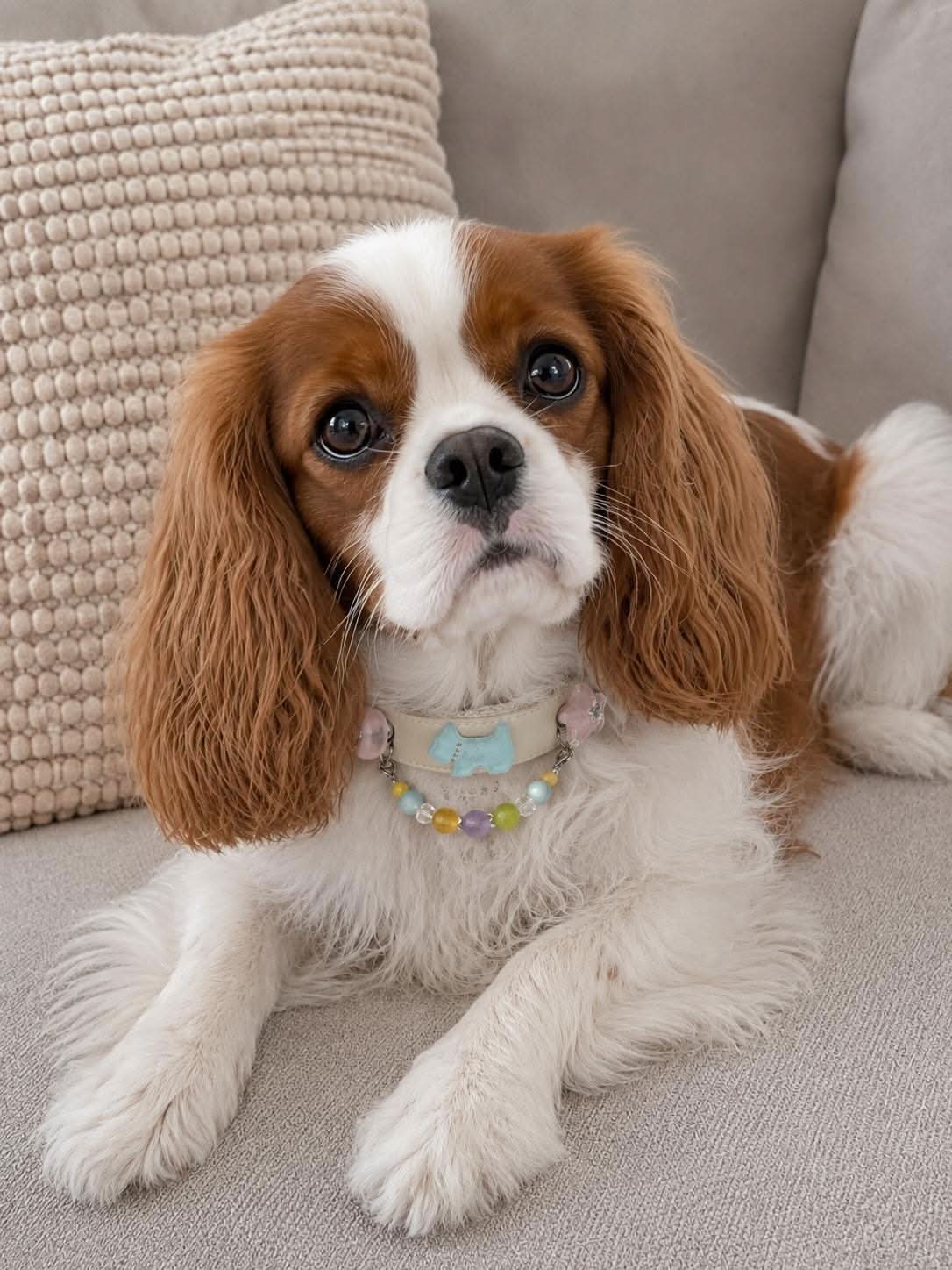 Cavalier King Charles spaniel puppy wearing pastel jade bead pet collar | DIY Jade