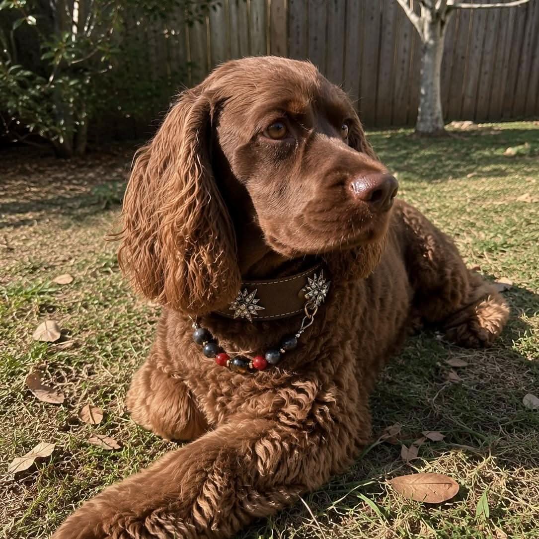 Brown cocker spaniel lying on lawn wearing star crystal jade bead leather pet collar | DIY Jade
