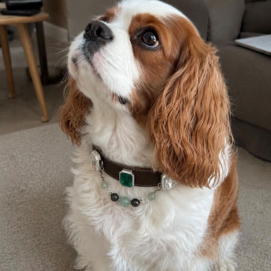 Cocker spaniel dog modeling vintage style gem‑decorated pet collar indoor shot | DIY Jade