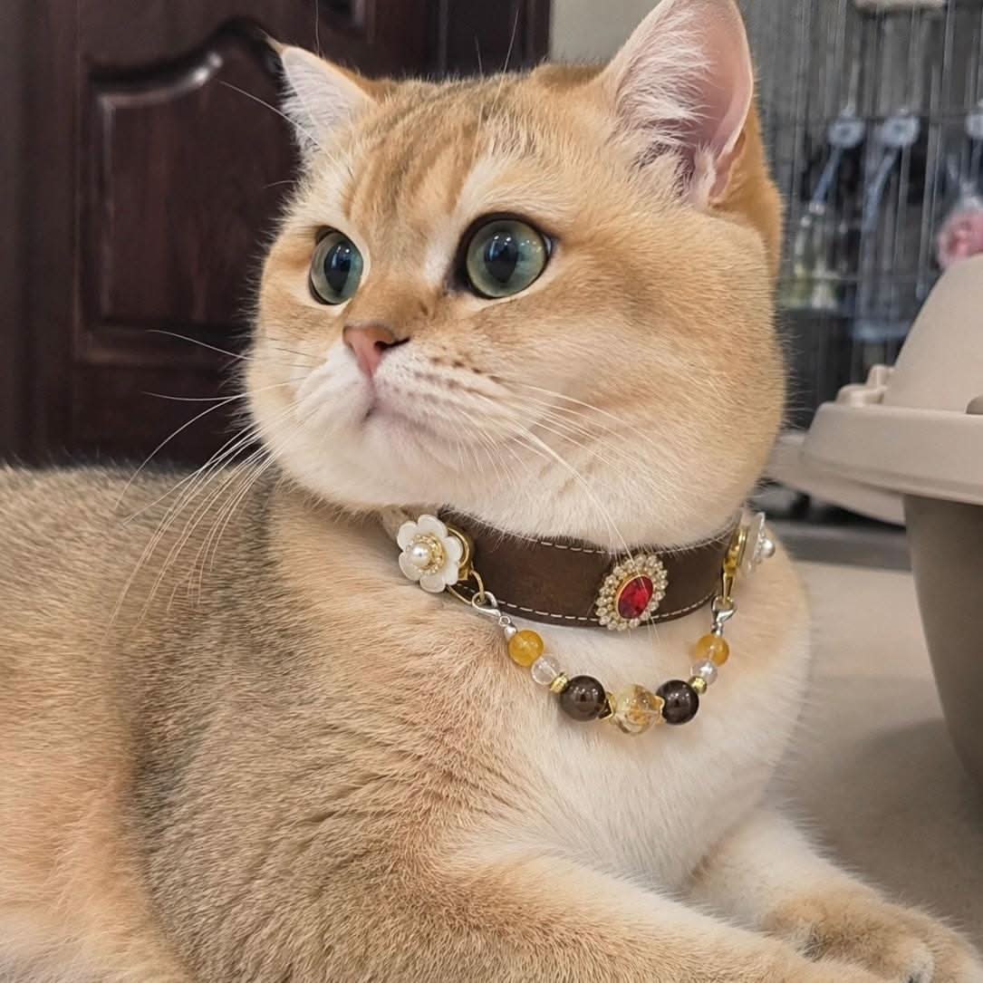Adorable golden cat wearing ornate gem‑decorated pet collar indoor lifestyle shot | DIY Jade
