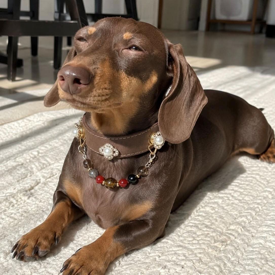 Relaxed dachshund dog indoor shot wearing vintage pearl jade pet collar | DIY Jade