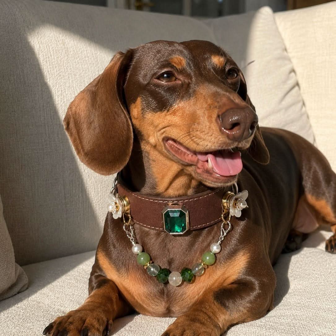 Relaxed dachshund lying indoors wearing brown leather gem collar | DIY Jade