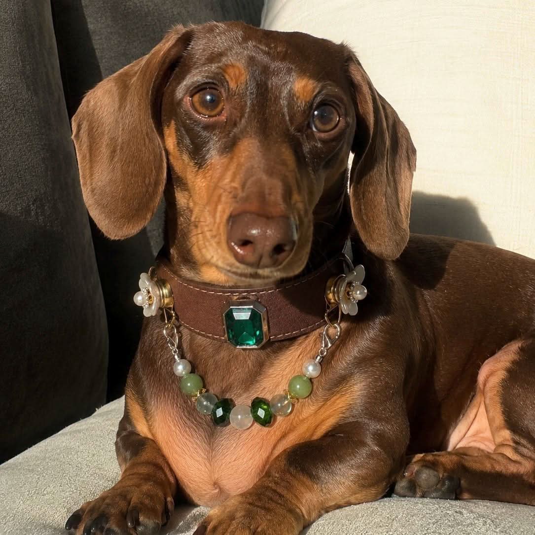 Cute dachshund dog modeling luxury emerald gem pet collar | DIY Jade