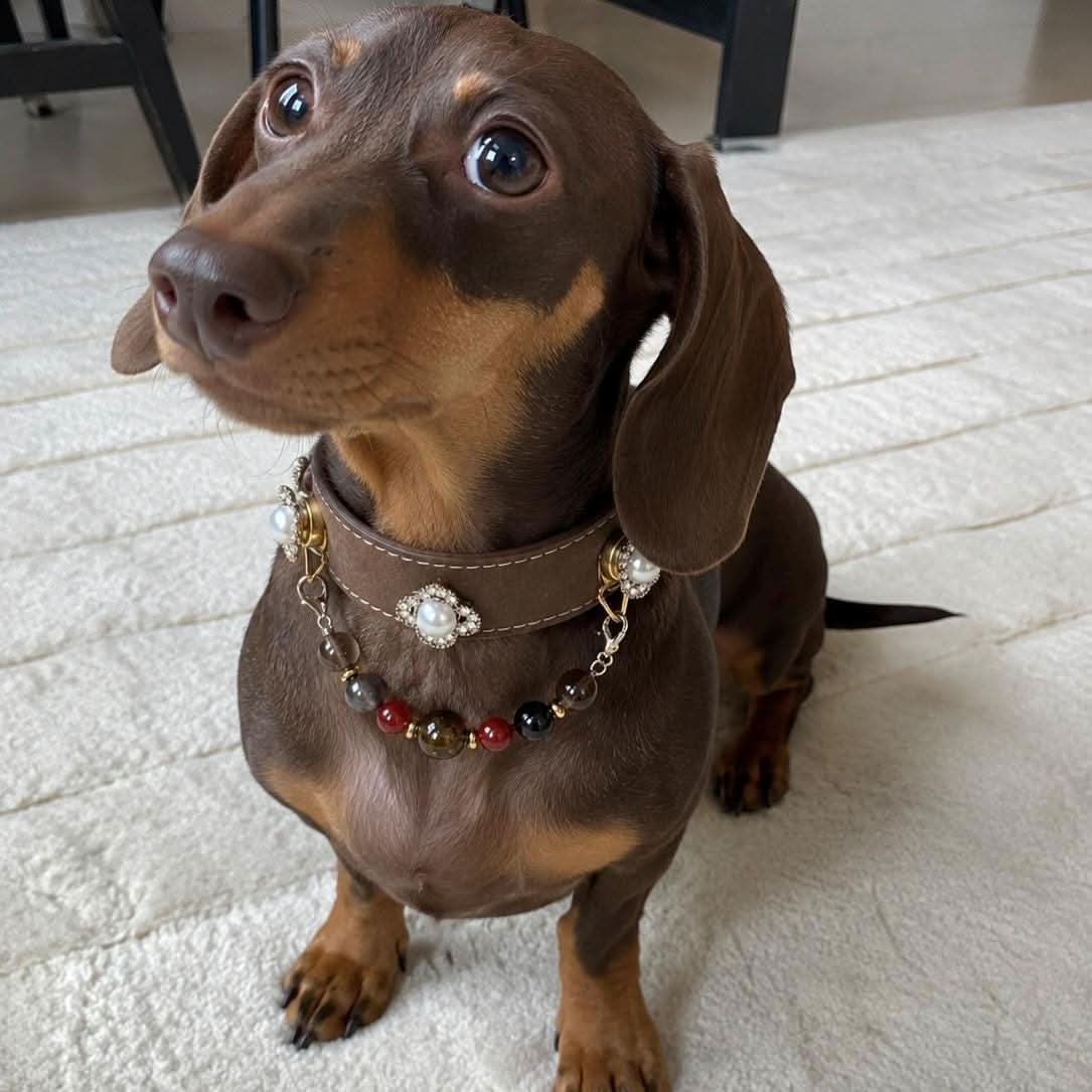 Brown dachshund puppy modeling retro pearl and earth jade bead pet collar | DIY Jade