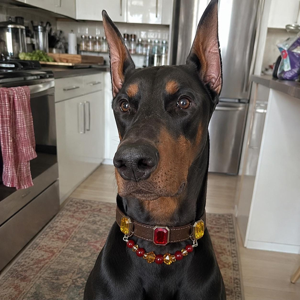 Doberman indoors wearing a vintage gemstone pet collar|DIYJade