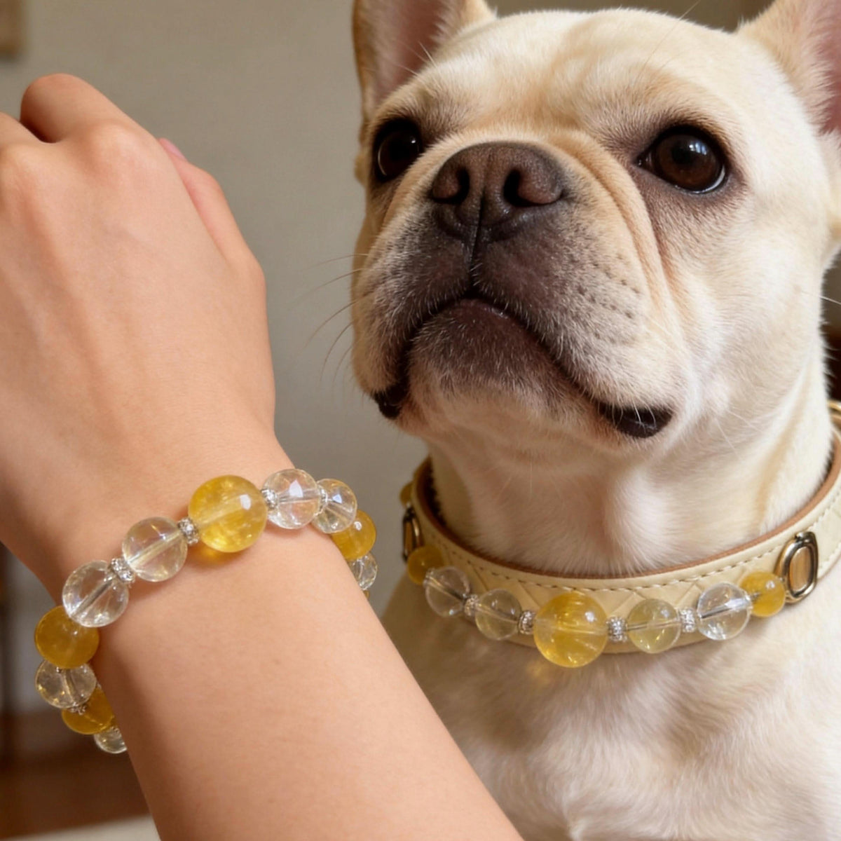 French Bulldog wearing a matching crystal pet collar with owner in matching yellow fluorite and white agate bracelet | DIYJade