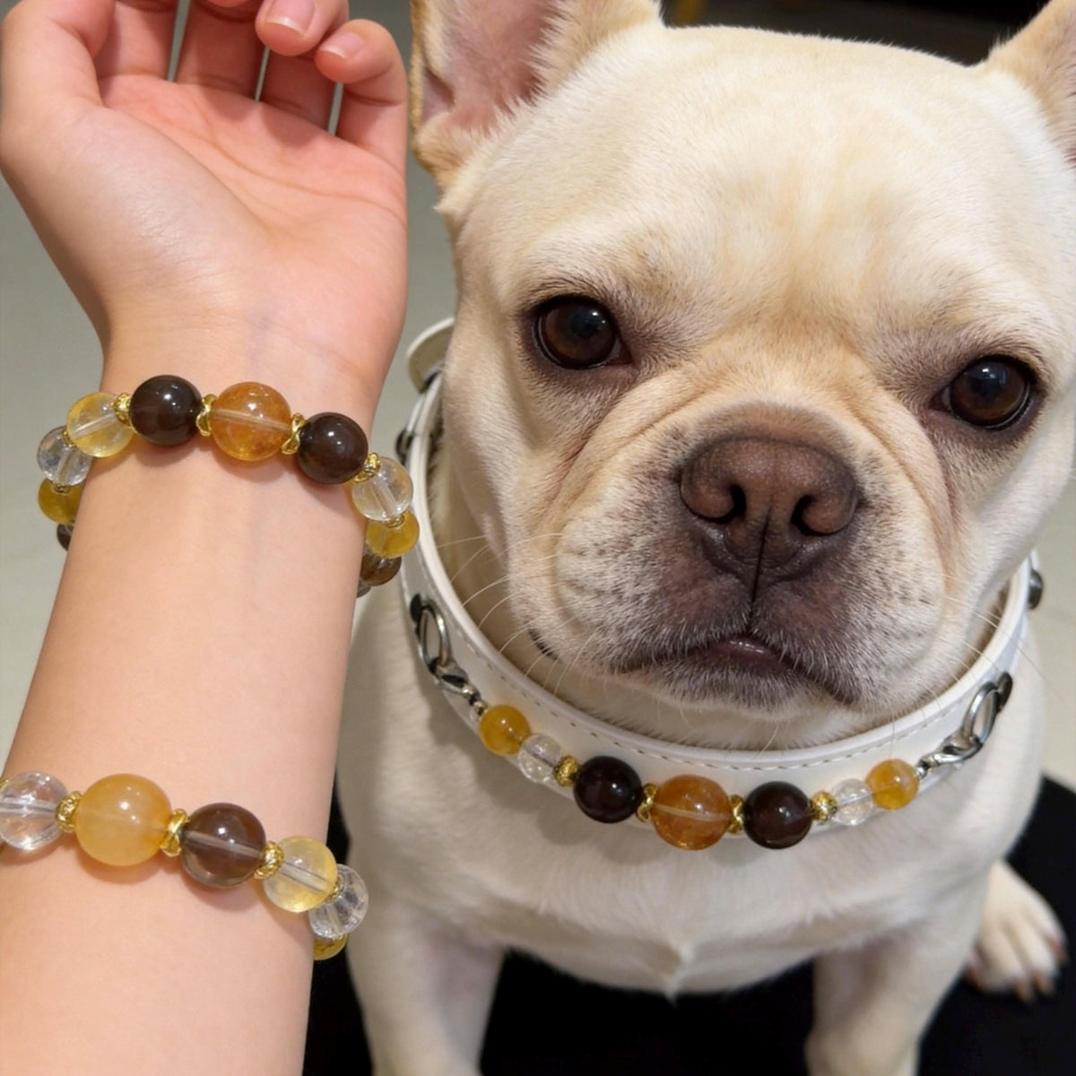 French bulldog with white pet collar next to owner’s brown yellow bead bracelet | DIY Jade