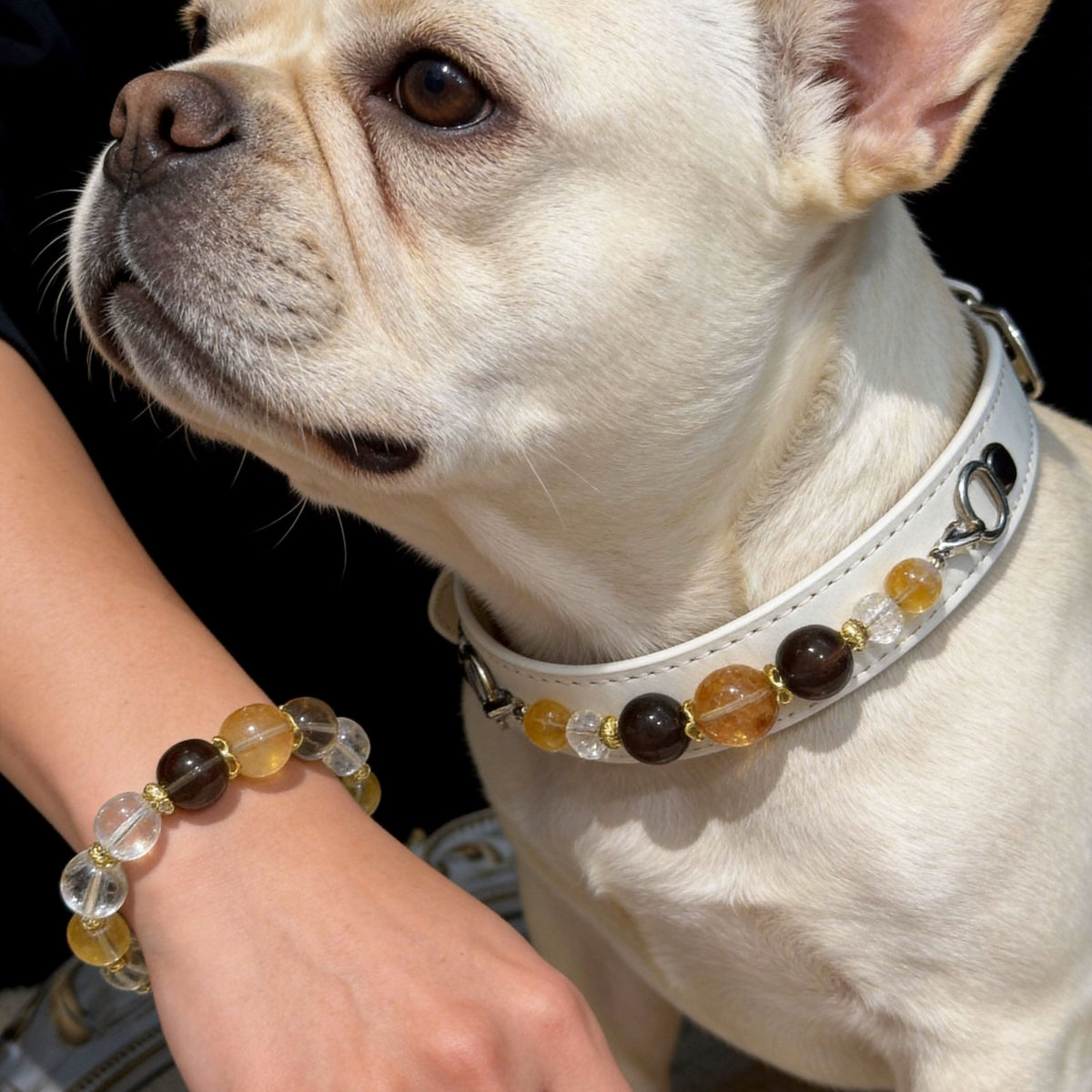Side profile shot of french bulldog in white beaded pet collar with owner bracelet | DIY Jade