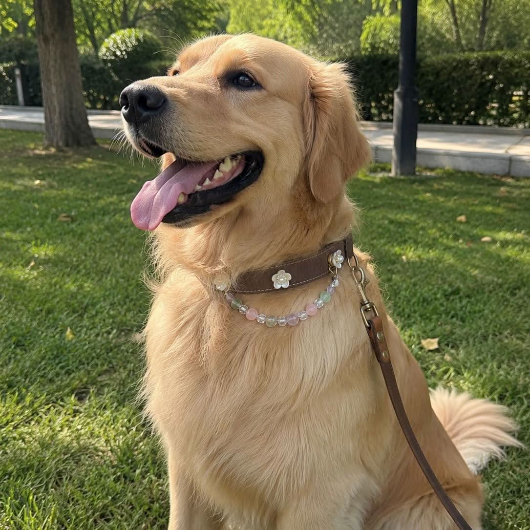 Golden retriever sitting outdoors wearing sweet flower pastel jade bead leather pet collar | DIY Jade