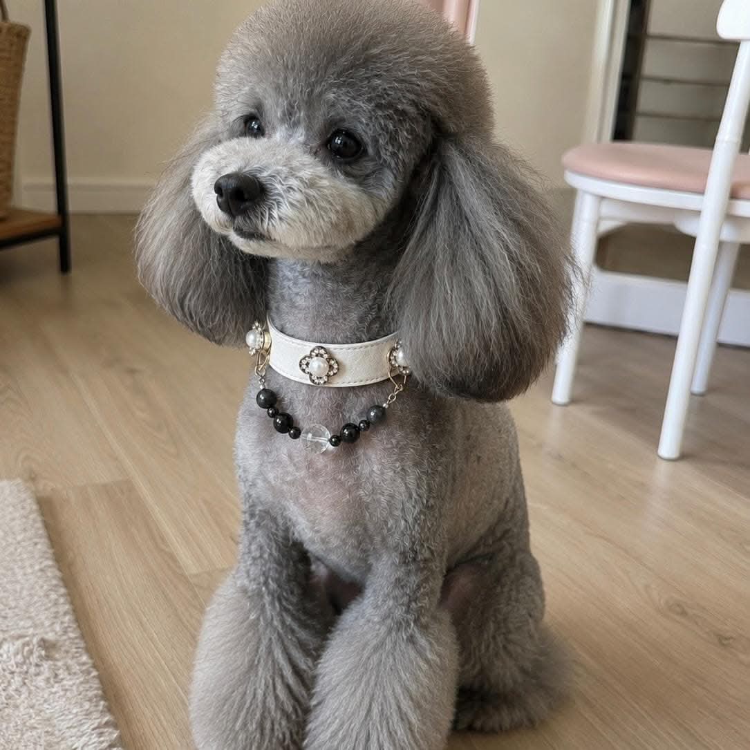 Grey poodle puppy standing indoor wearing clover pearl jade bead leather pet collar | DIY Jade