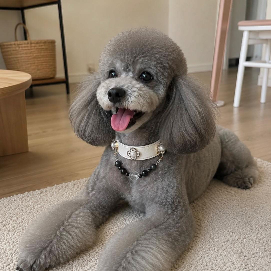 Relaxed grey poodle lying at home with handmade pearl clover jade pet collar | DIY Jade