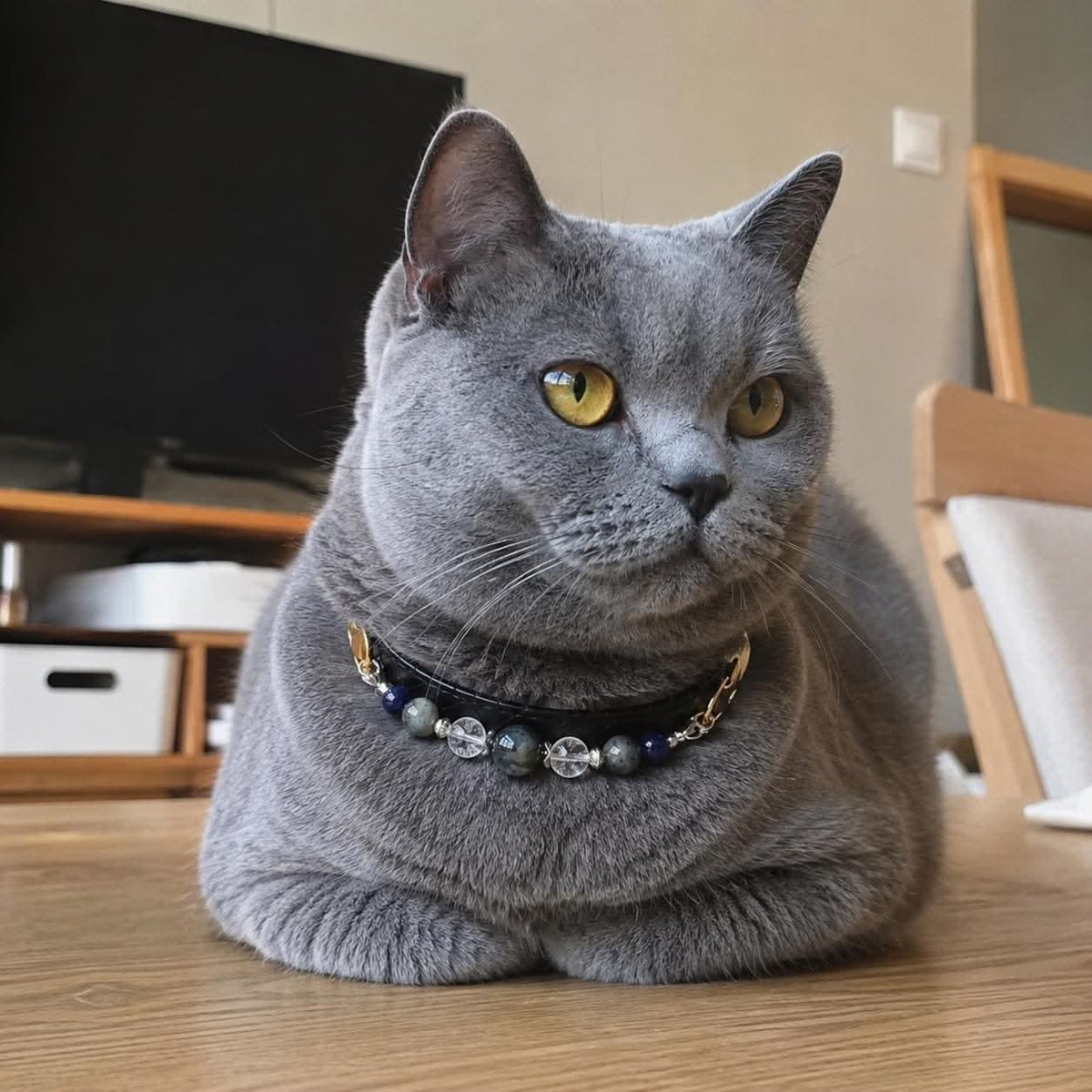 Yellow-eyed British Shorthair cat with black blue crystal bead pet collar closeup | DIY Jade