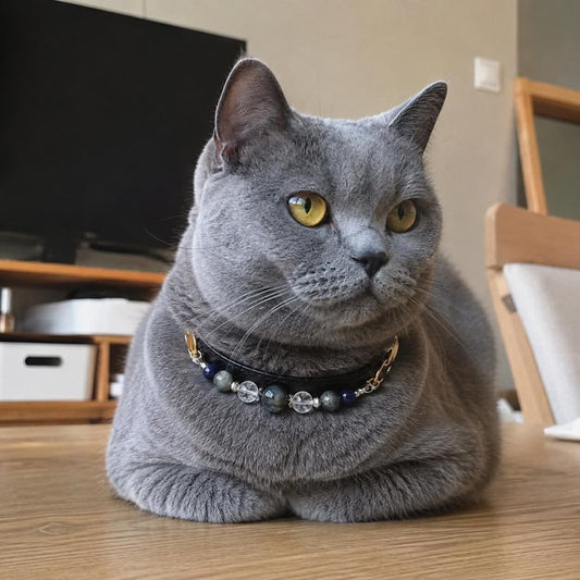 Yellow-eyed British Shorthair cat with black blue crystal bead pet collar closeup | DIY Jade