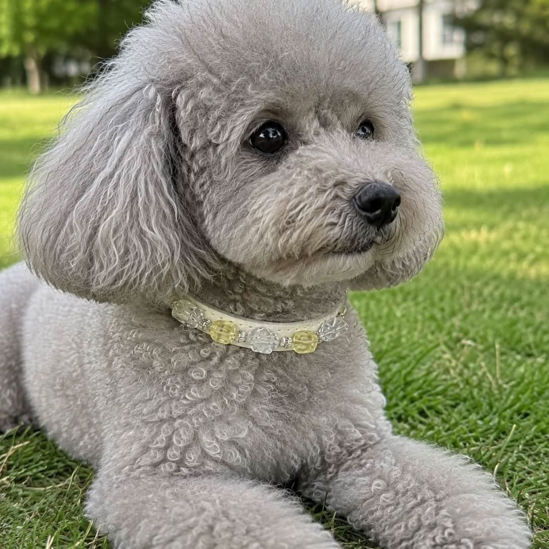 Grey poodle sitting on grass with white pale green crystal pet collar | DIY Jade