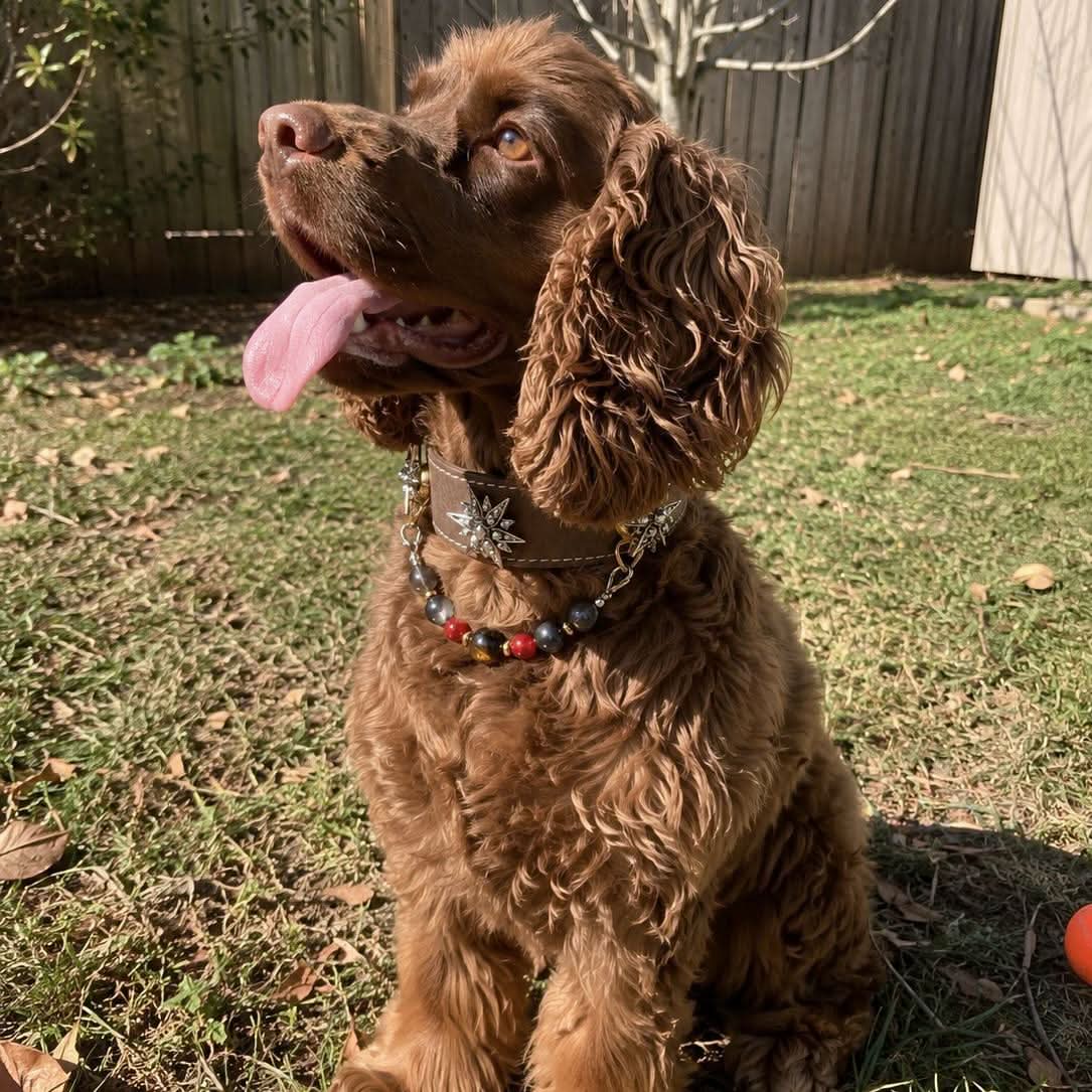 Cheerful cocker spaniel sitting outdoors with handmade star gem jade pet collar | DIY Jade
