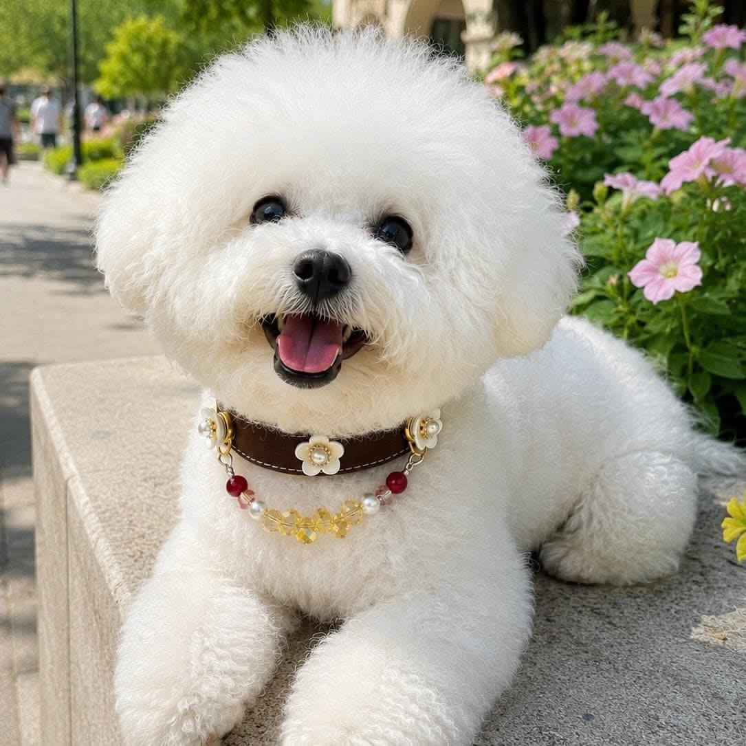 Smiling Bichon Frise with brown leather floral bead pet collar on stone pavement | DIY Jade
