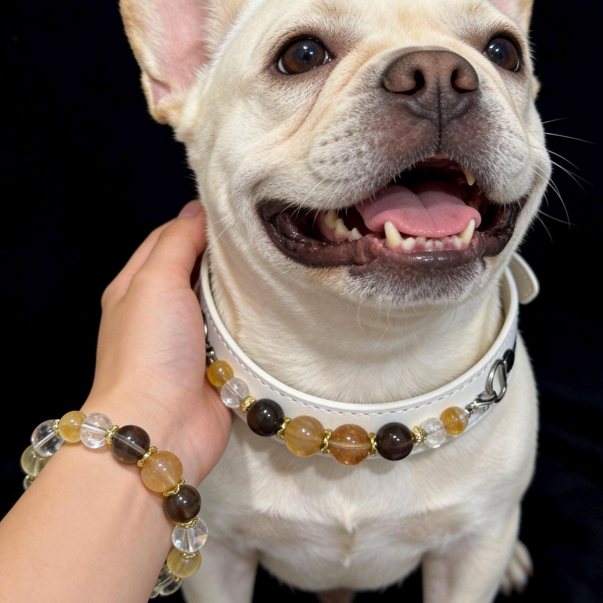 Cheerful french bulldog wearing beaded collar with owner’s wrist bracelet | DIY Jade