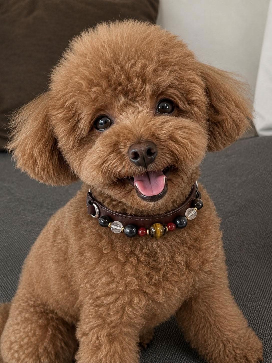 Cheerful toy poodle model in retro multi‑stone leather pet collar | DIY Jade