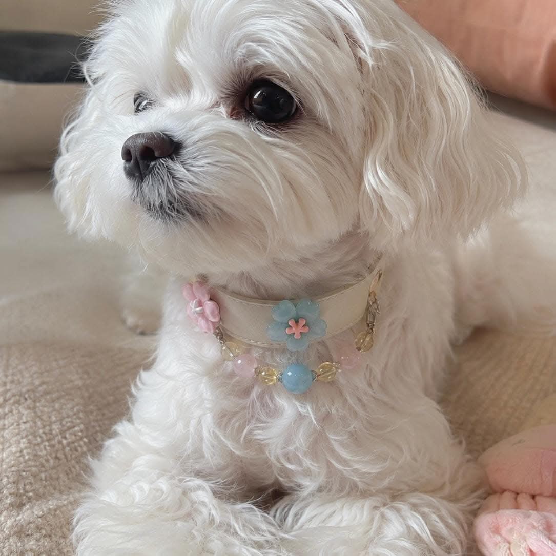 White Maltese puppy posing with handmade sakura flower jade bead collar | DIY Jade