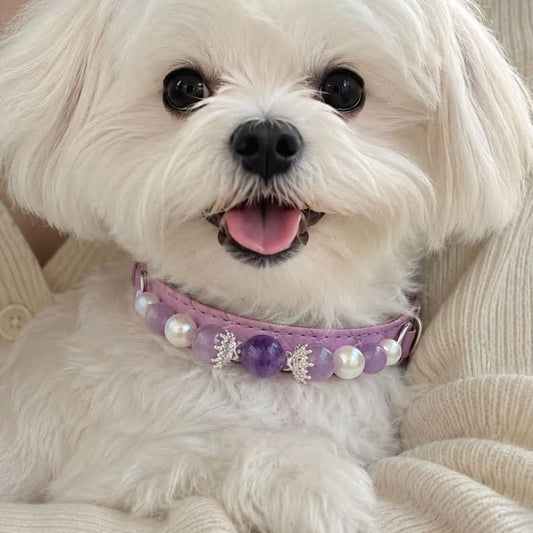 Happy Maltese puppy wearing pink purple gem pearl collar indoor portrait | DIY Jade