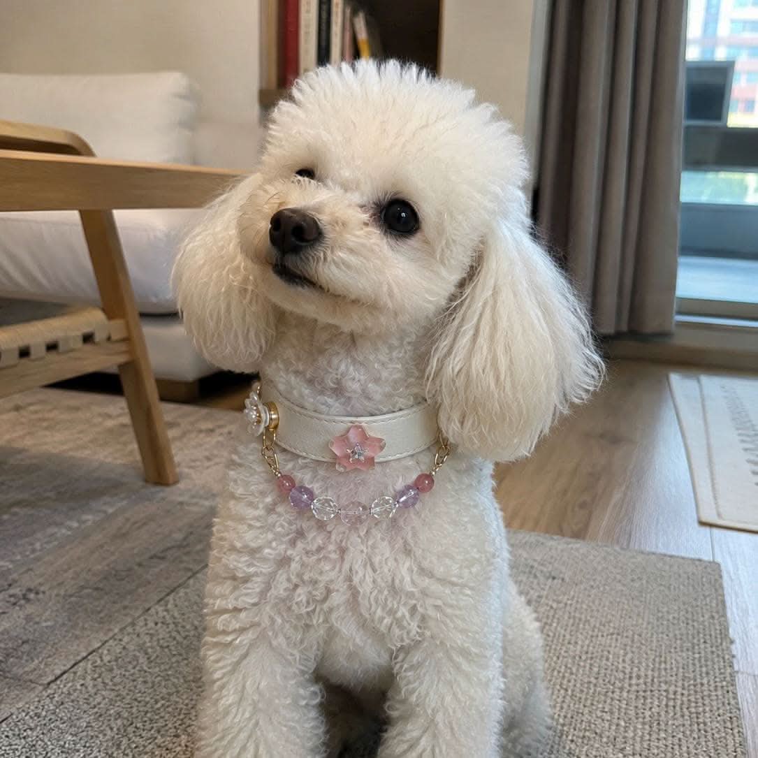 White poodle lying comfortably indoors with pink star jade bead collar | DIY Jade