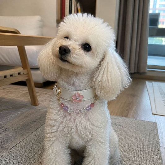 White poodle lying comfortably indoors with pink star jade bead collar | DIY Jade
