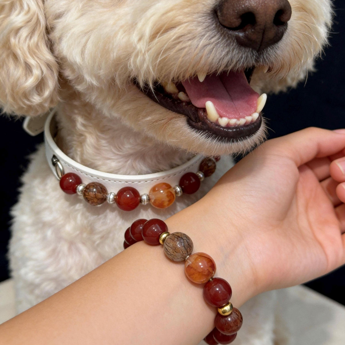 Poodle dog wearing white collar with red agate beads beside owner’s matching stone bracelet | DIY Jade