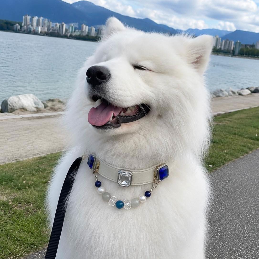 White Samoyed dog at lakeside wearing blue gem jade pet collar | DIY Jade