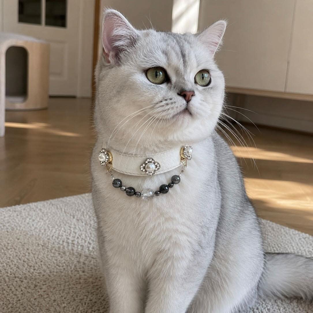 Silver British shorthair cat sitting with elegant pearl clover jade bead pet collar | DIY Jade