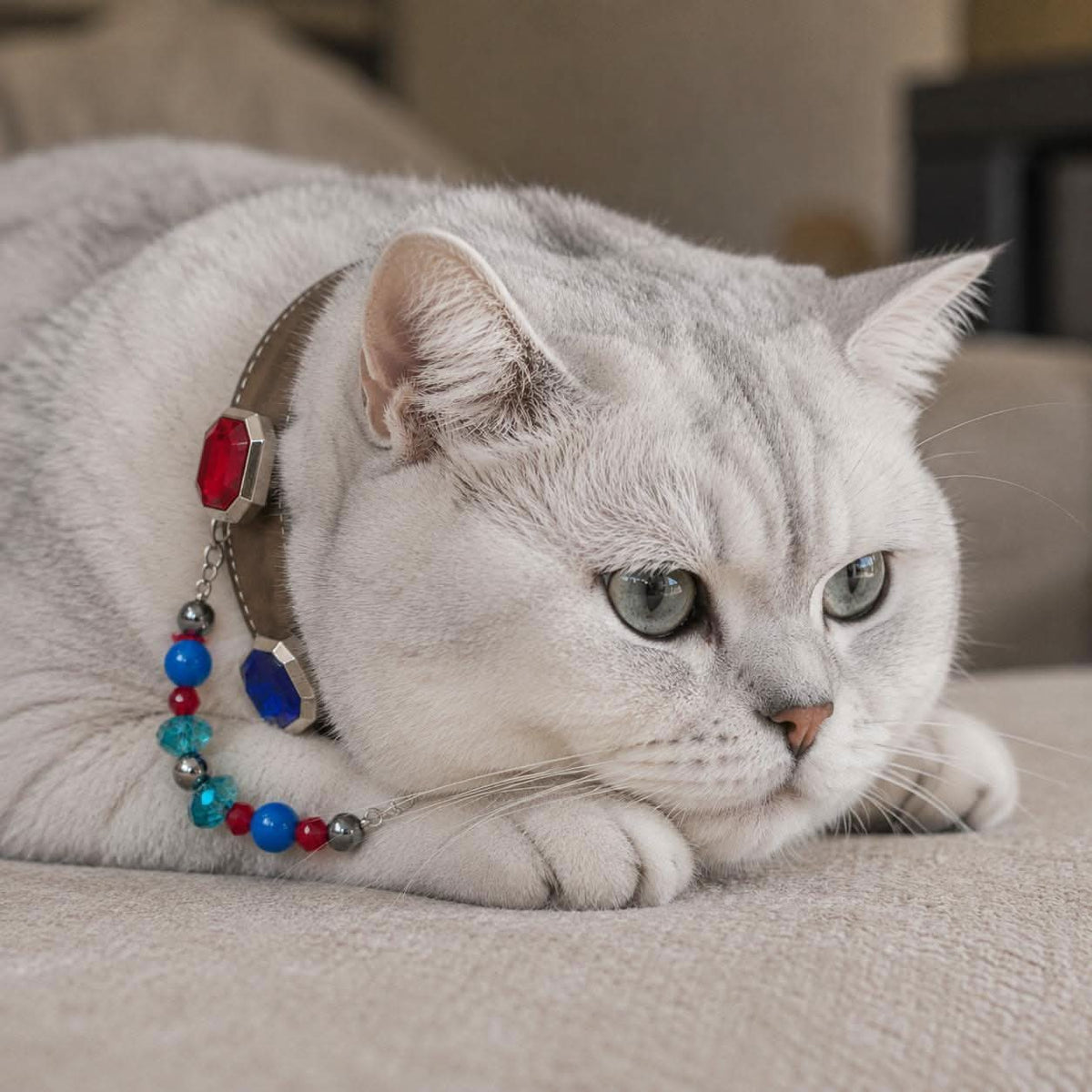 Silver british shorthair cat modelling vivid multicolored crystal bead pet collar on sofa | DIY Jade