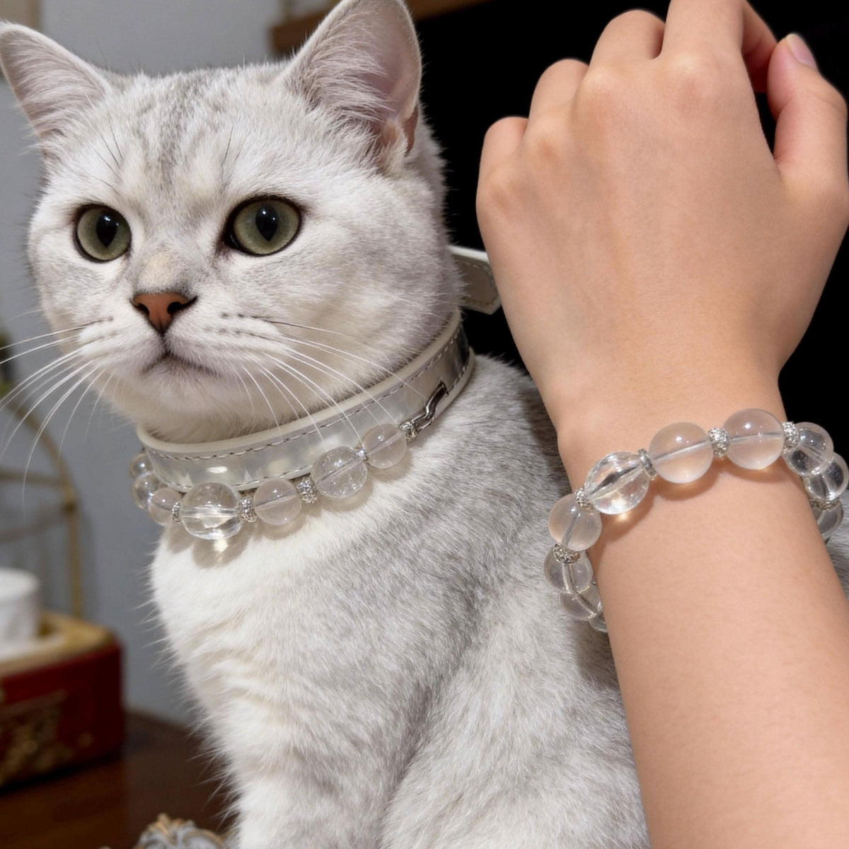 Silver cat wearing clear crystal collar beside matching human bead bracelet | DIY Jade